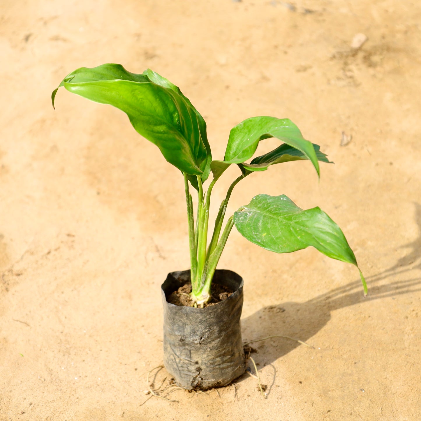 Peace lily | 4 inch nursery bag
