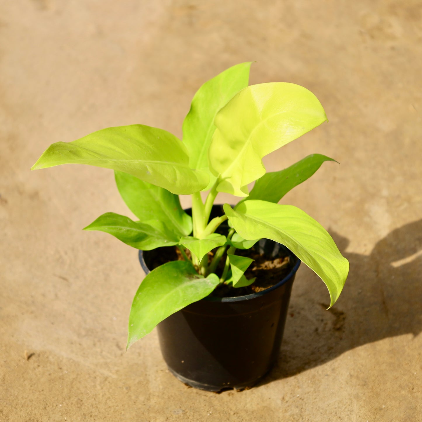 Philodendron Ceylon Golden | 5 inch nursery pot