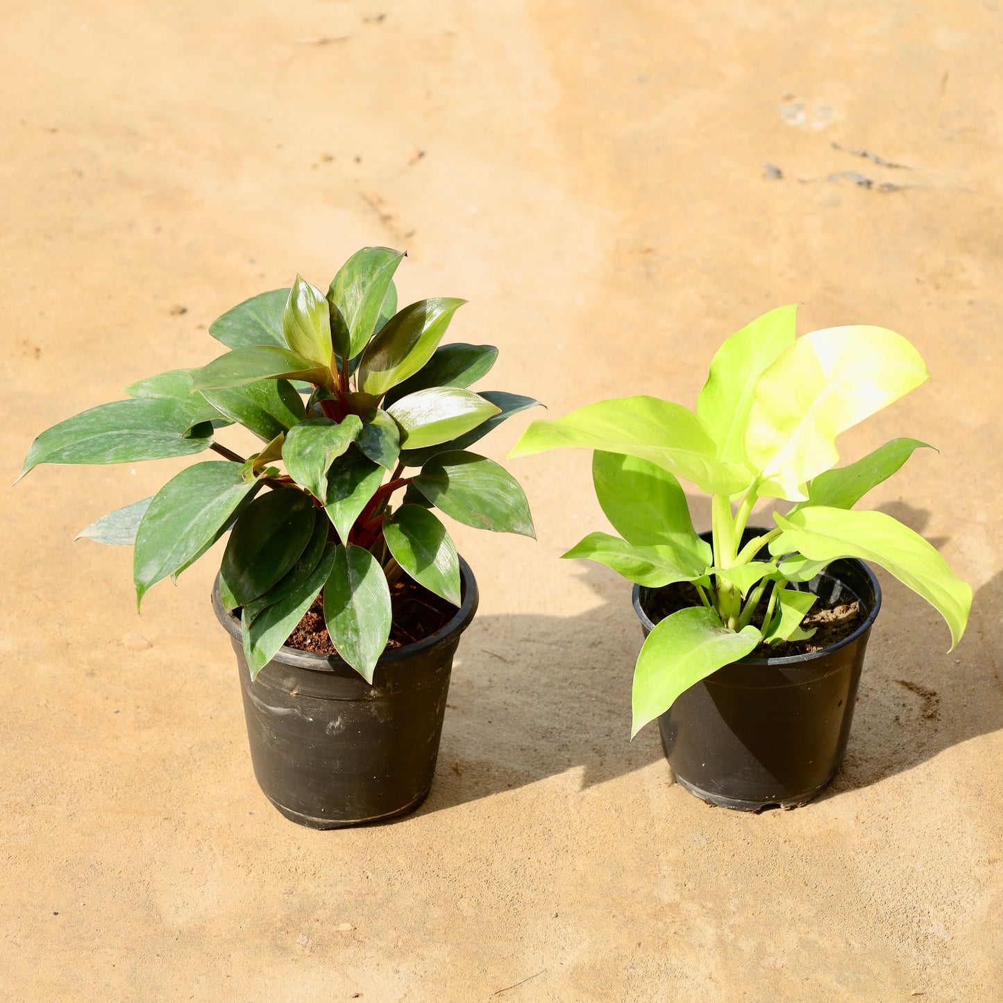 Set of 2 Philodendron Black and Golden Ceylon | 6 inch nursery pot
