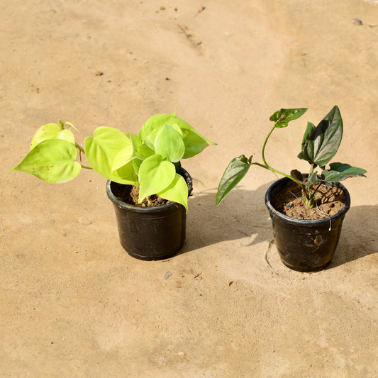 Set of 2 Oxycardium Golden and Money Plant black | 4 inch nursery pot