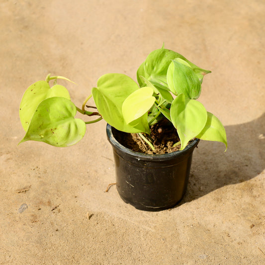 Oxycardium Golden | 4 inch nursery pot