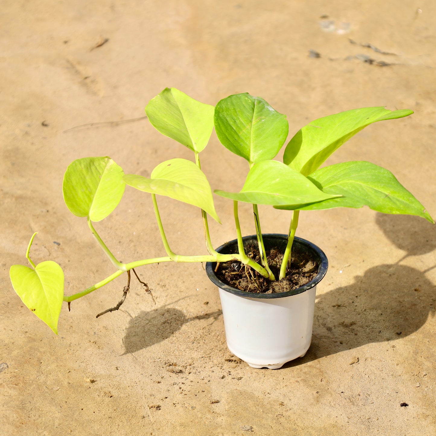 Money plant Golden Pothos | 4 inch nursery pot