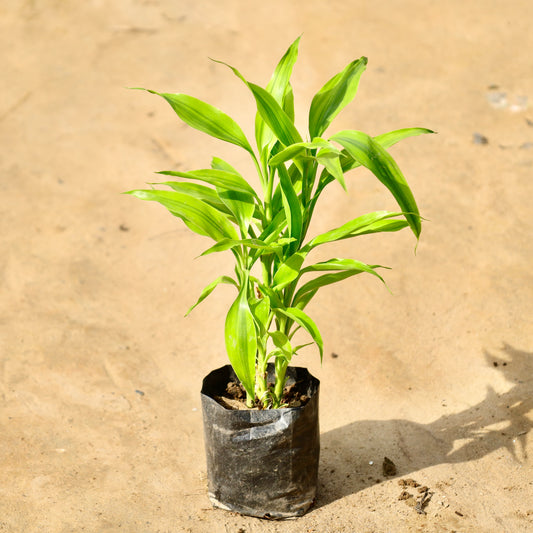 Golden Lucky bamboo | 4 inch nursery bag