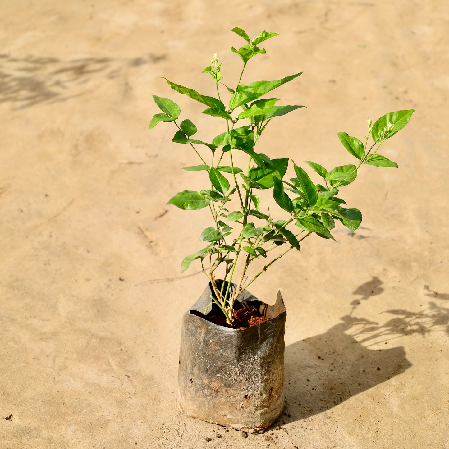 Mogra / Motia Jasmin all time pune variety | 8 inch nursery bag