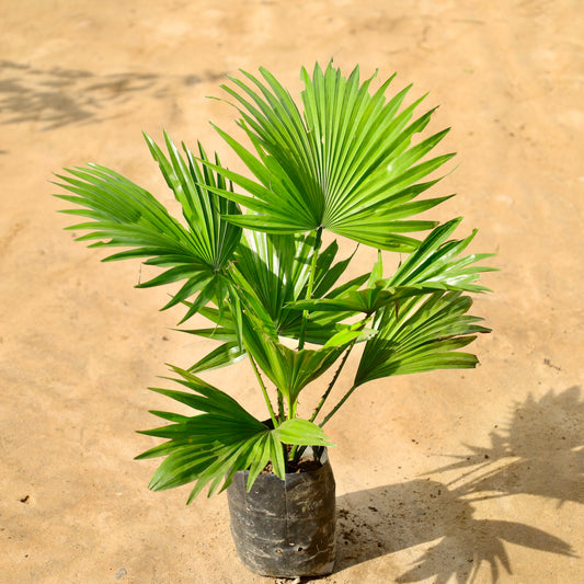 China Palm/ Fan palm | 4 inch nursery bag
