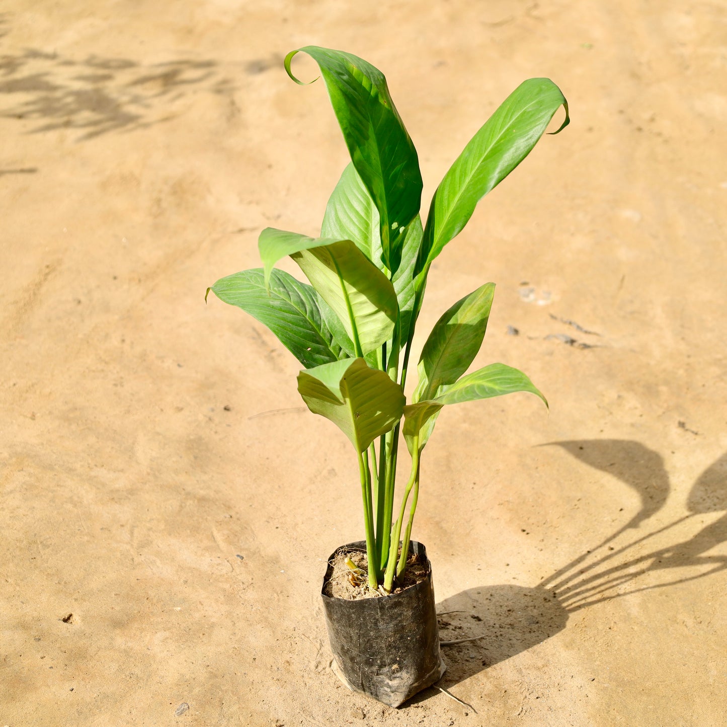 Peace Lily | 5 inch nursery bag