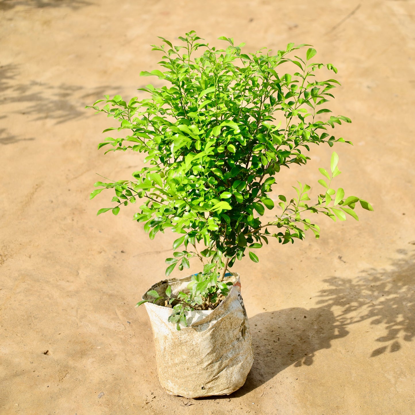 Madhu kamini Dwarf murraiya | 8 inch nursery bag