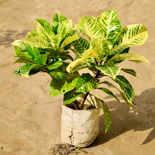 Croton Petra (Any Colour) 8 inch nursery bag