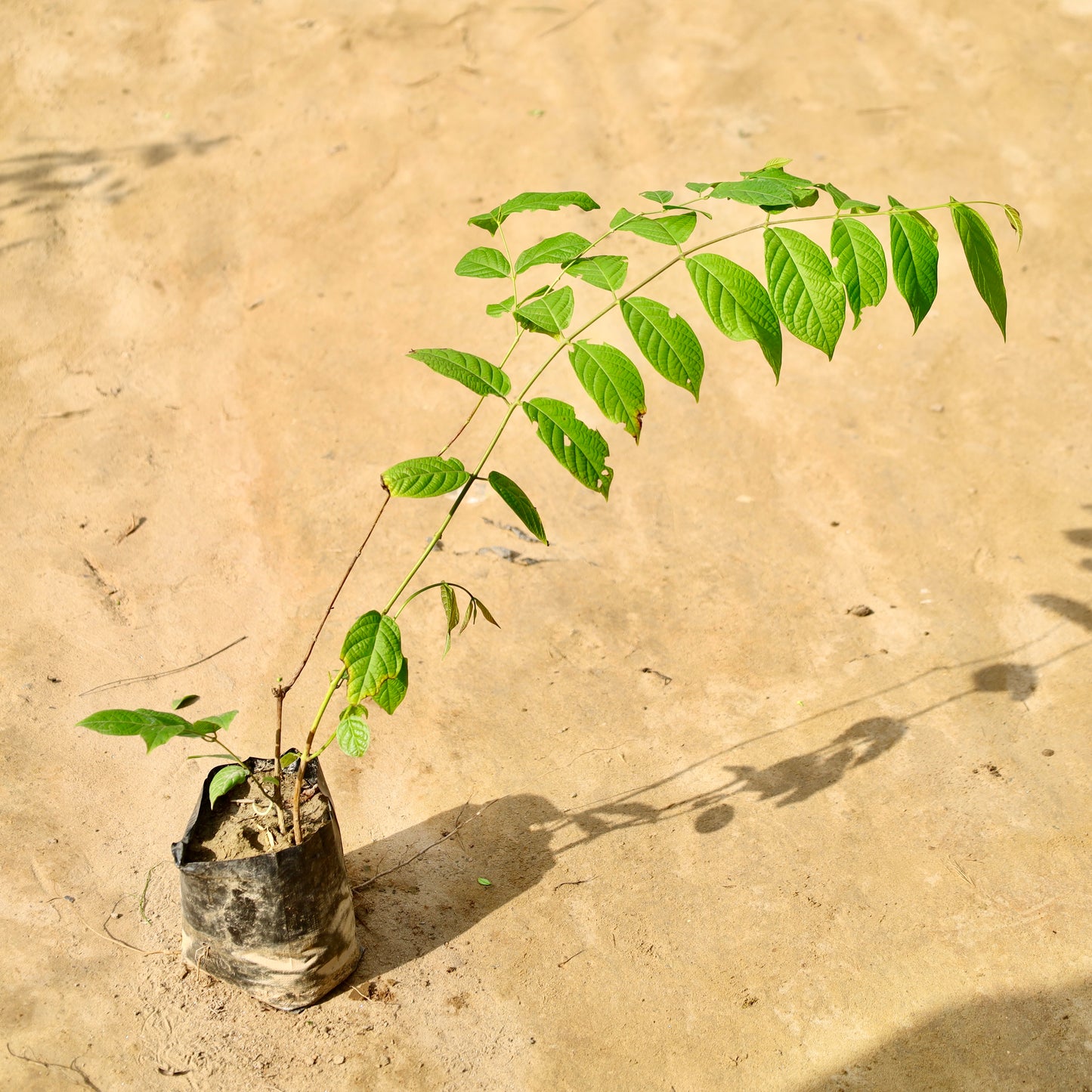 Madhu malti / Rangoon Creeper /Jhumka bel | 4 inch nursery bag