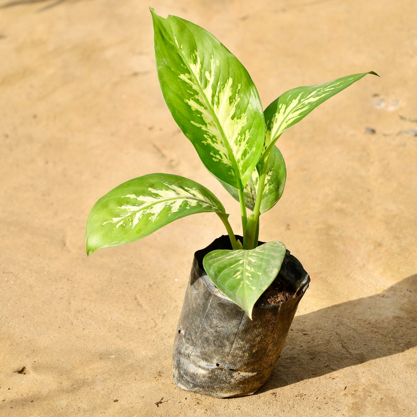Dieffenbachia | 4 inch nursery bag