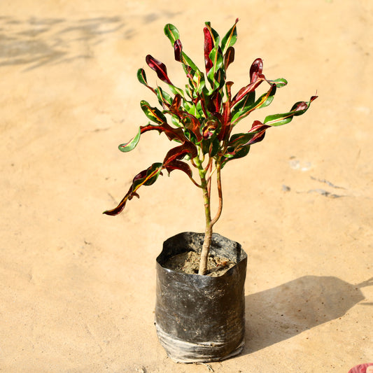 Croton curly boy / Screw Croton | 4 inch nursery bag