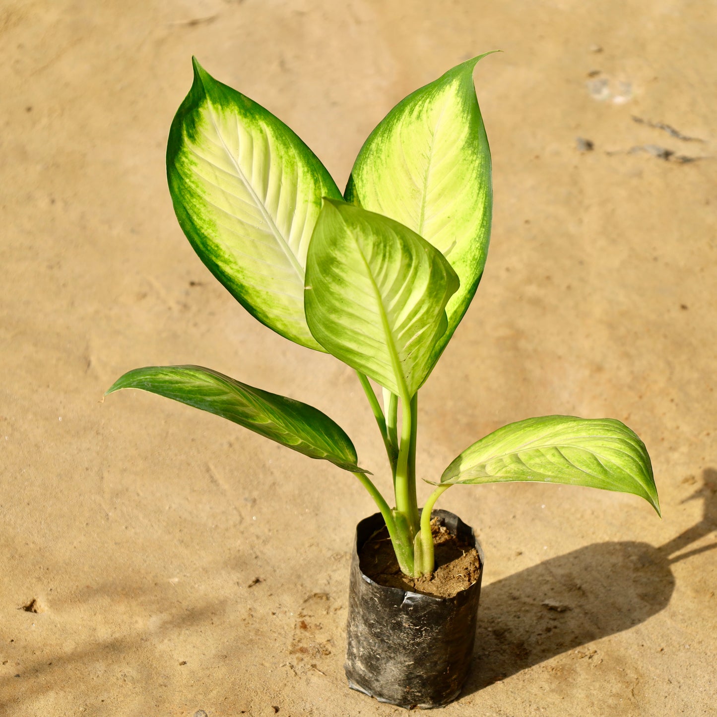 Aglaonema Mary Gold | 4 inch nursery bag
