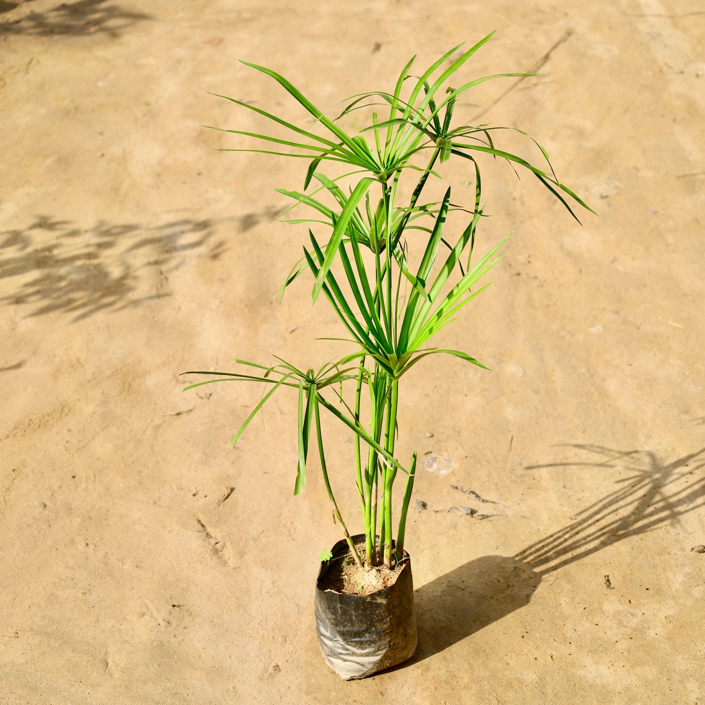 Umbrella Palm / Cyperus alternifolius | 4 inch nursery bag