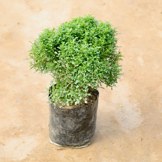 Table Kamini Big Bushy | 8 inch nursery bag