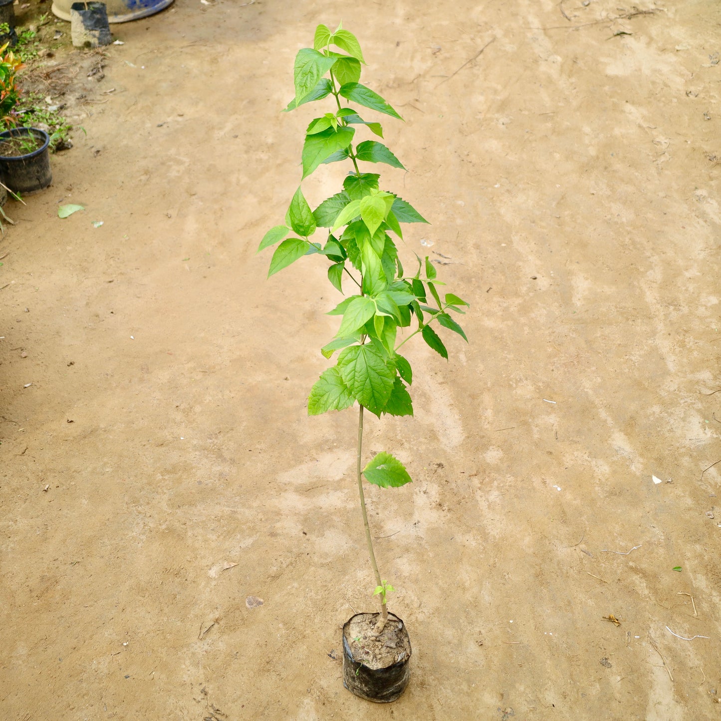 Harsingar / Parijat (~3-4 ft ) Pune Variety | 6 inch nursery bag
