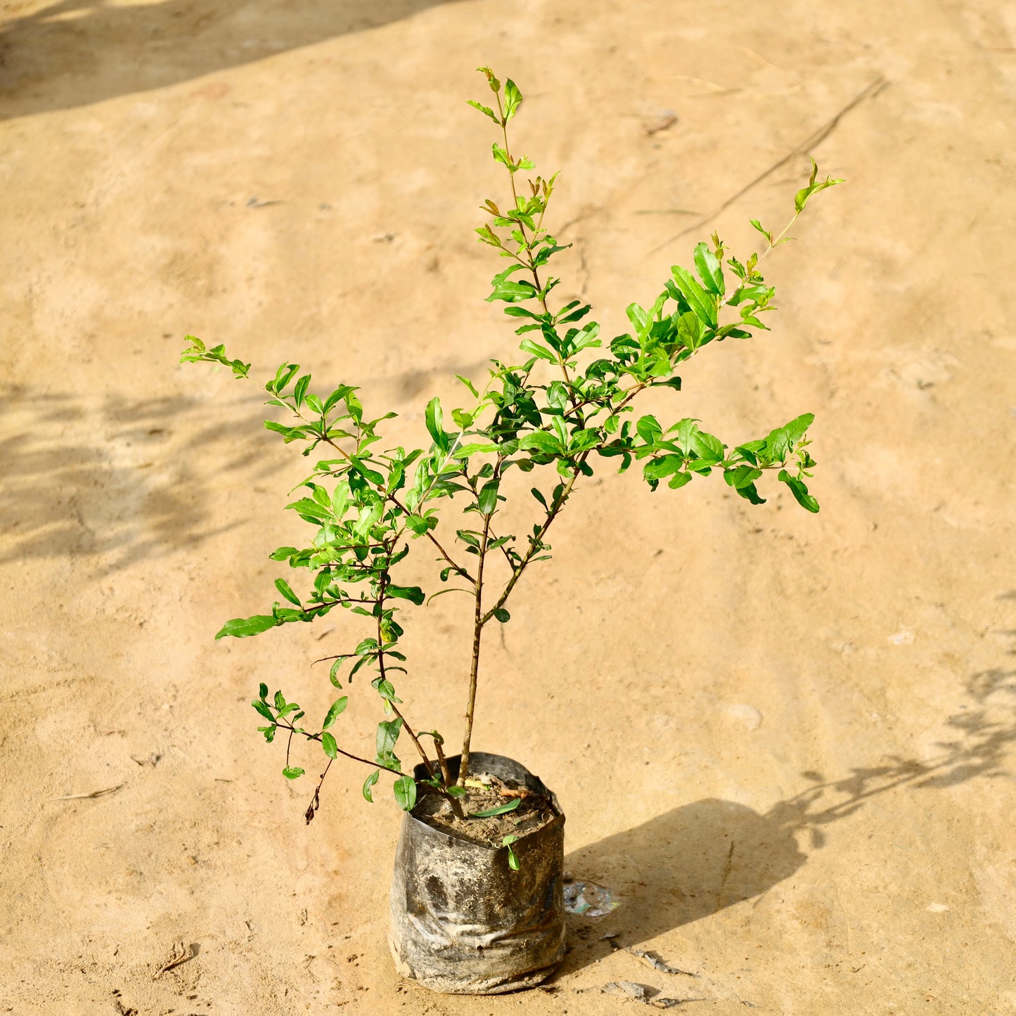 Pomegranate / Anar Red | 6 inch Nursery Bag