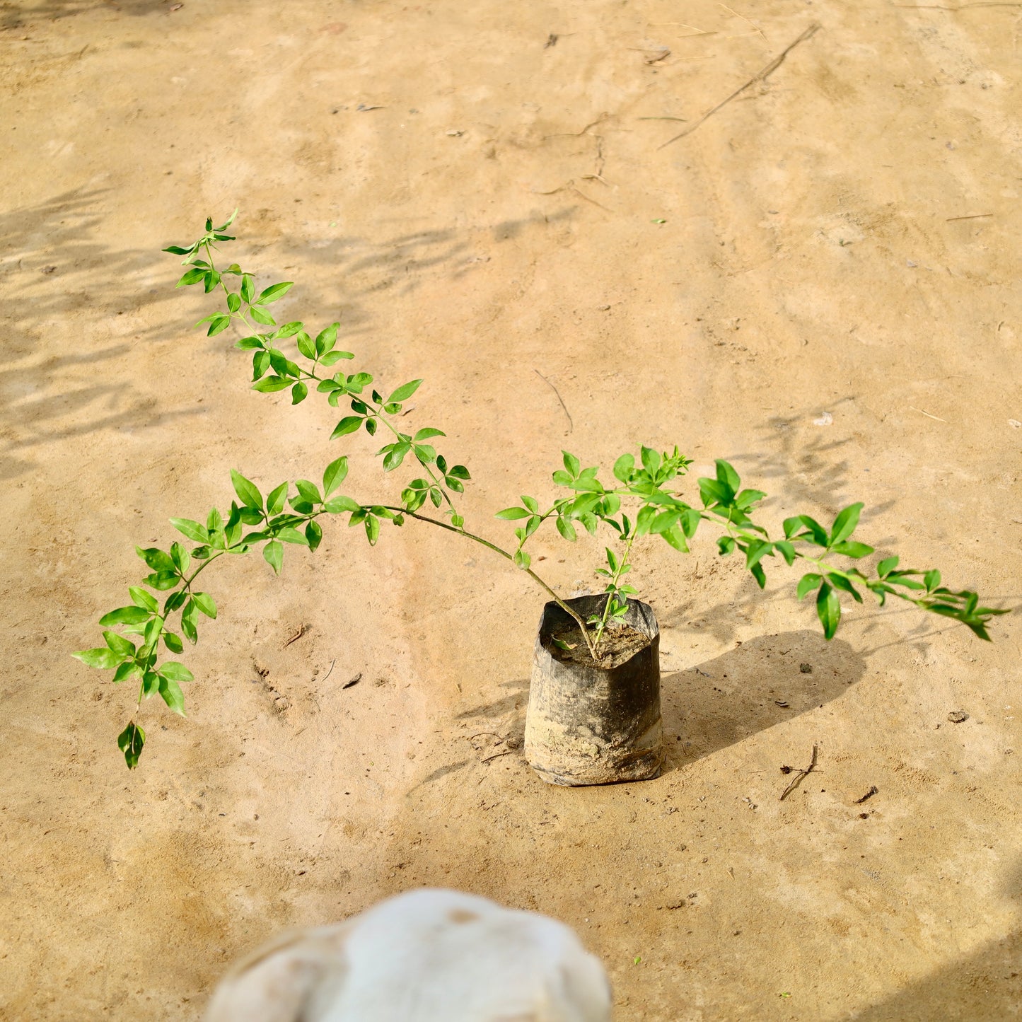 Chameli flower plant | 4 inch nursery bag