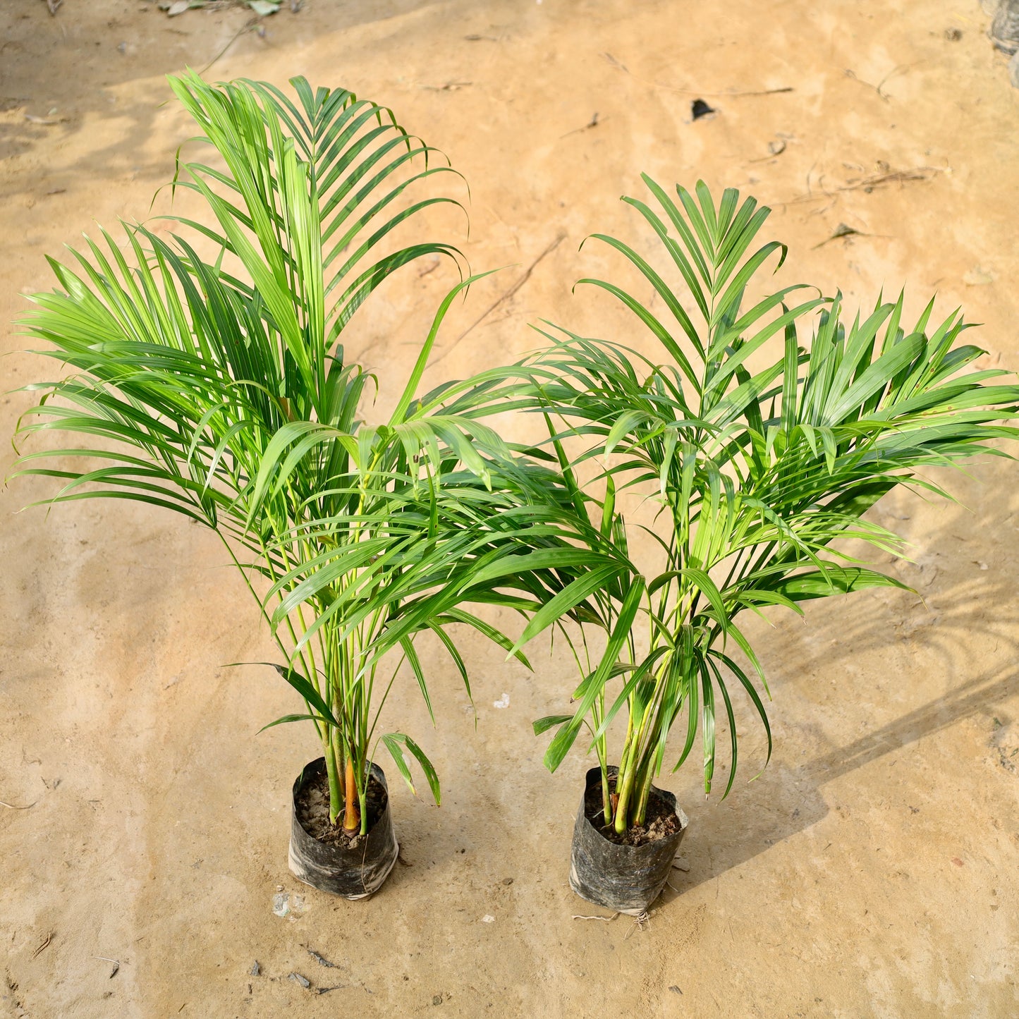 Set of 2 Areca Palm Dwarf (~2-3 ft) | 5 inch nursery bag