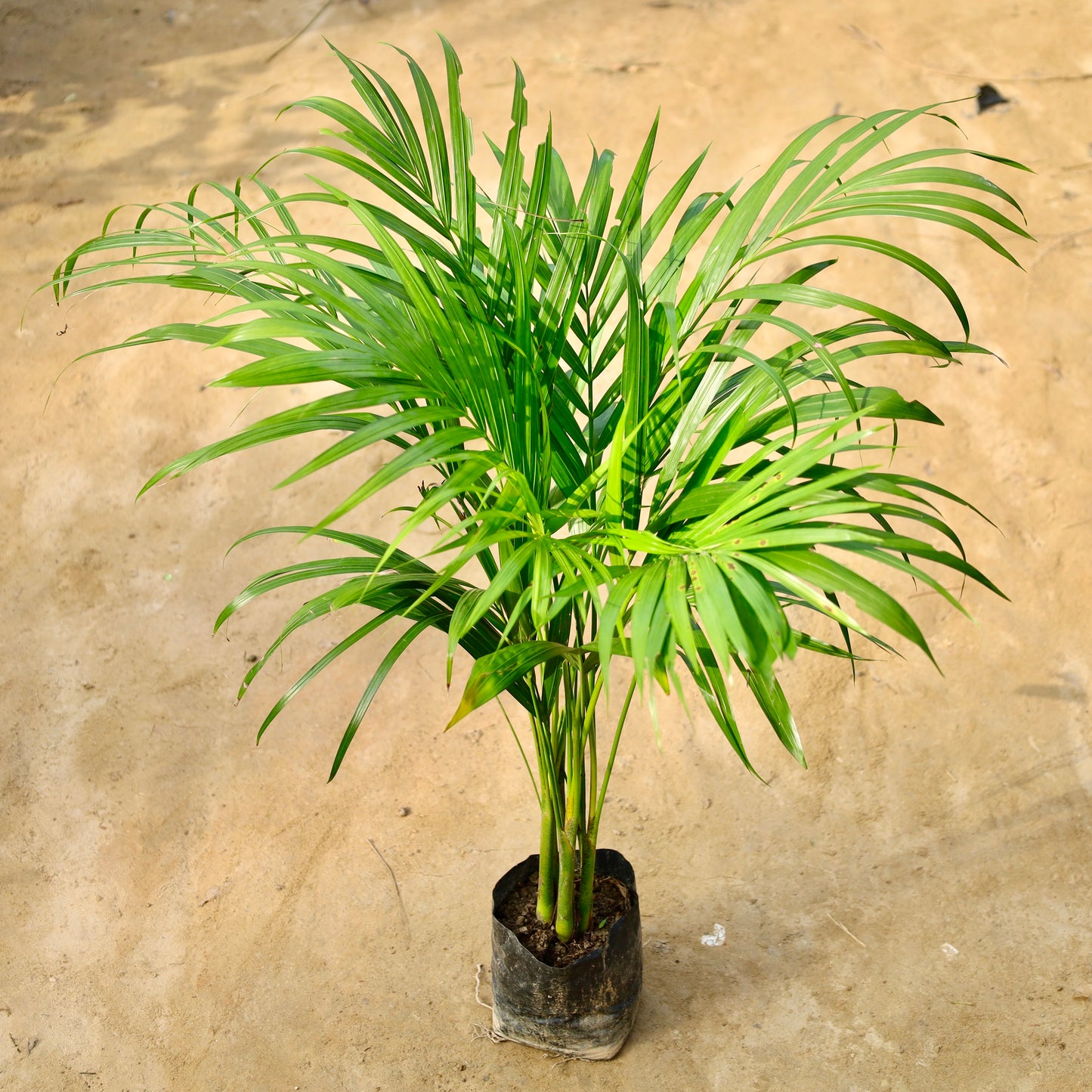 Areca Palm Dwarf (~ 2-3 ft ) | 5 inch nursery bag