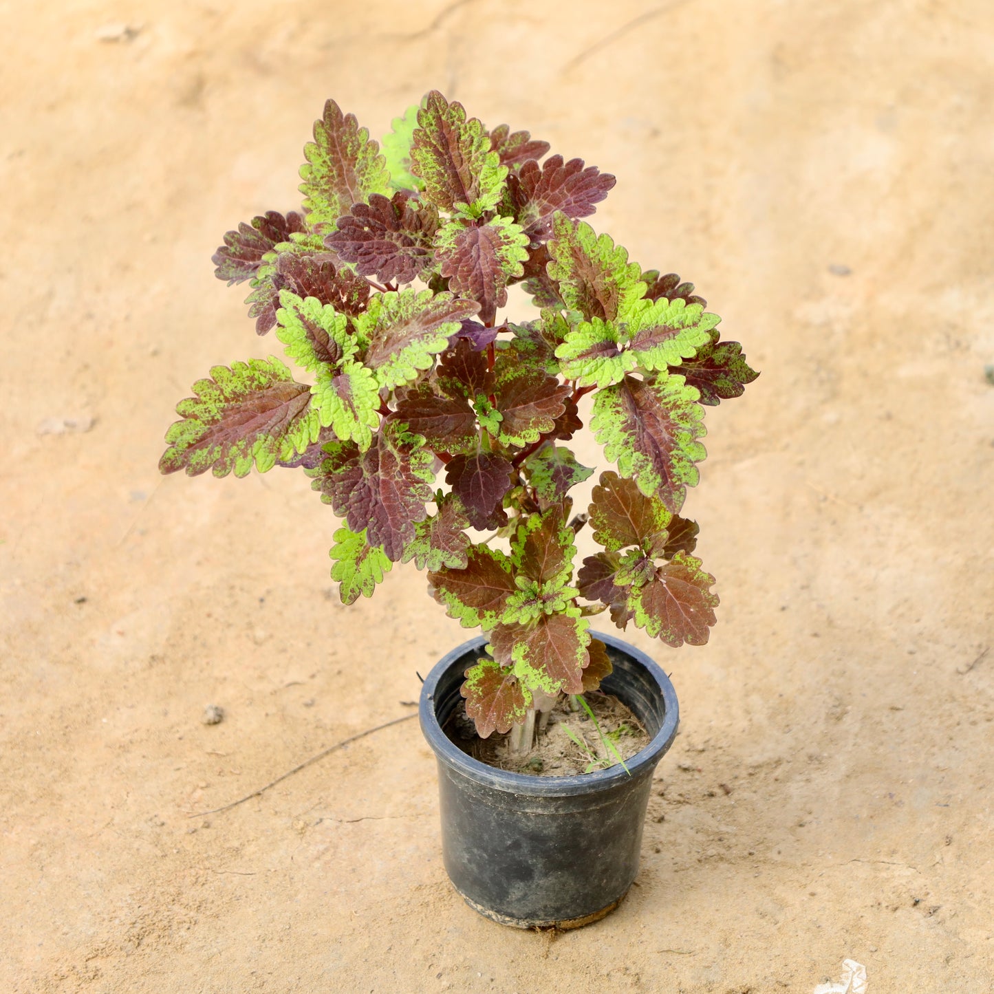 Coleus Green / Brown| 4 inch Nursery Pot
