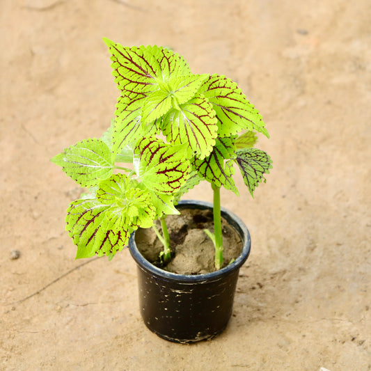 Coleus Green / Yellow | 4 Inch Nursery Pot