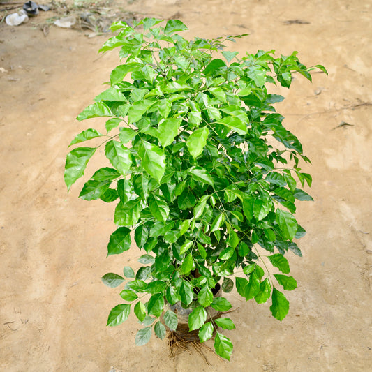 China Doll / Radermachera Bushy (~3-4 ft) in 10 Inch Nursery Bag