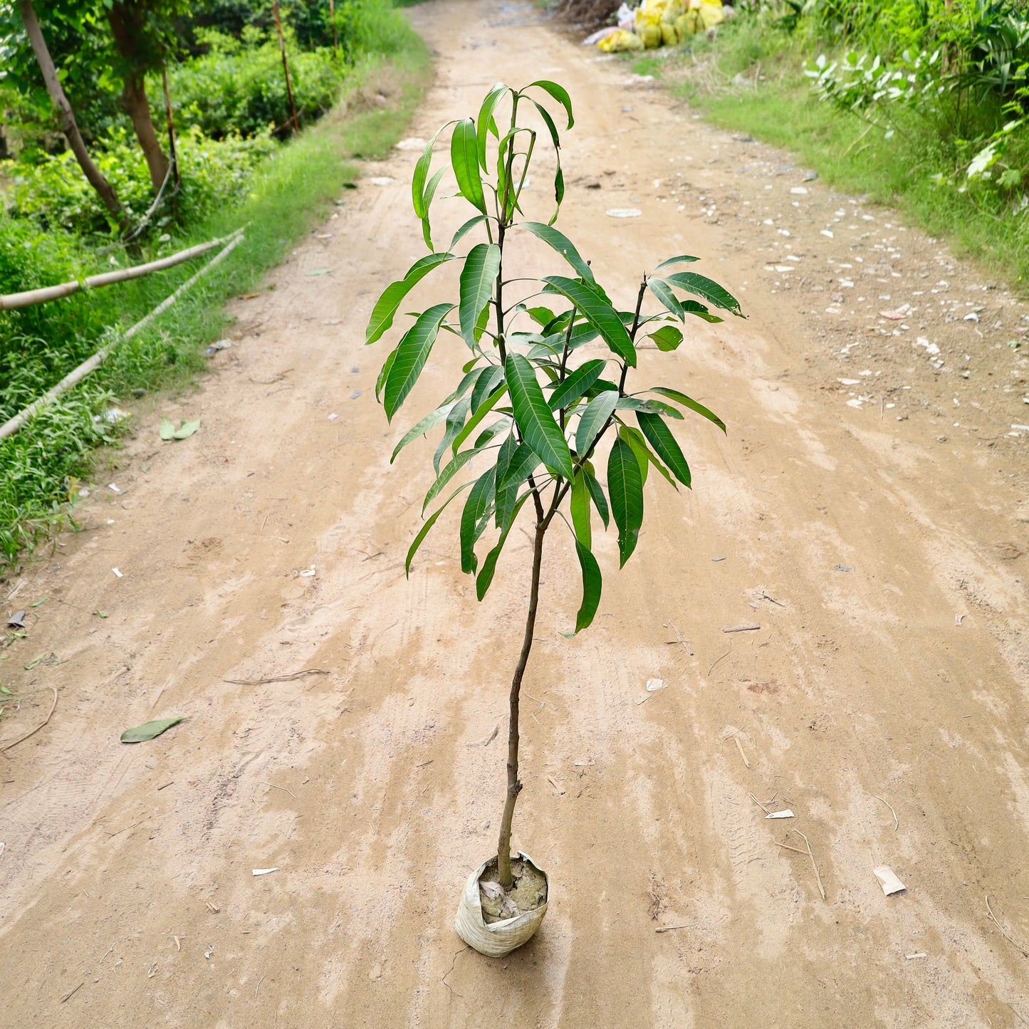 Amrapali Mango Grafted (~4-5 ft) | 8 inch nursery bag