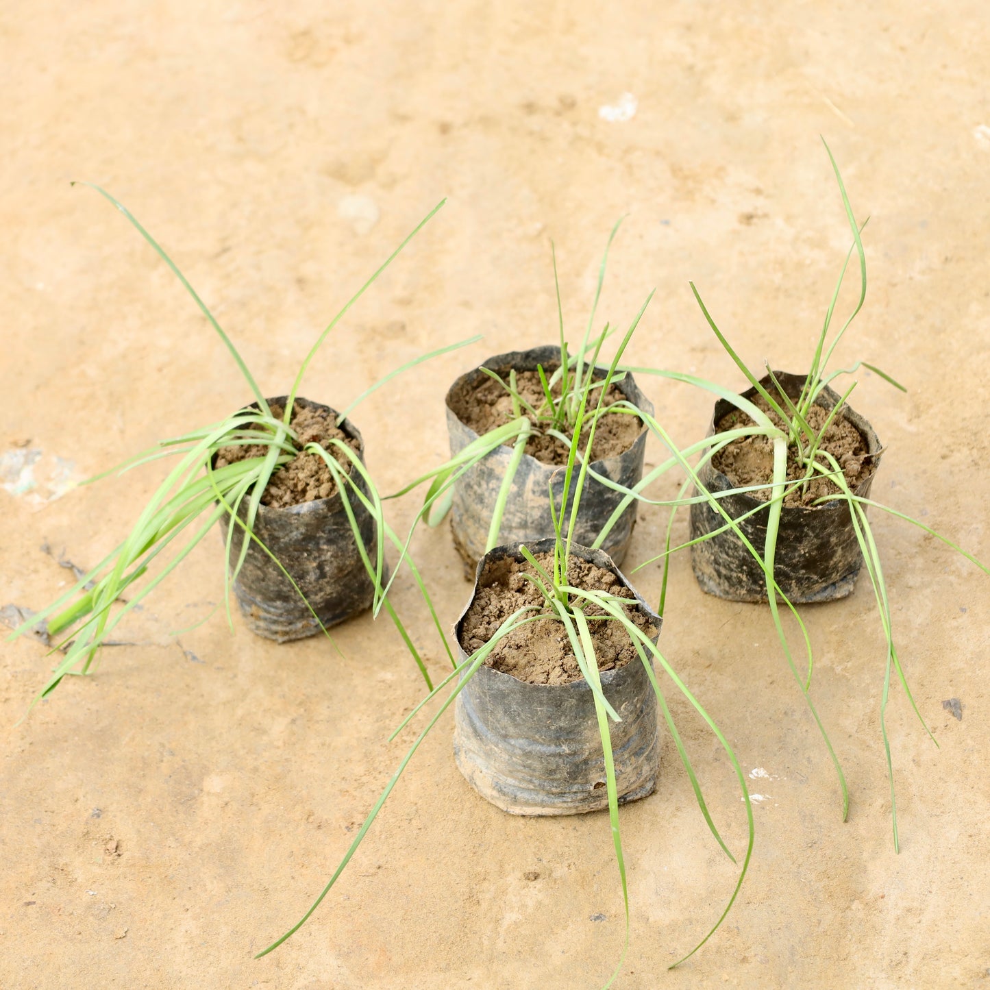 Set of 4 rain lily pink | 4 inch nursery bag