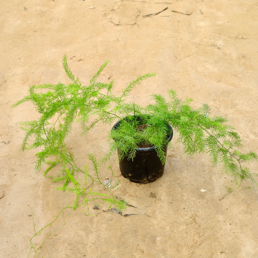 Shatavari Plant Long | 6 inch nursery pot