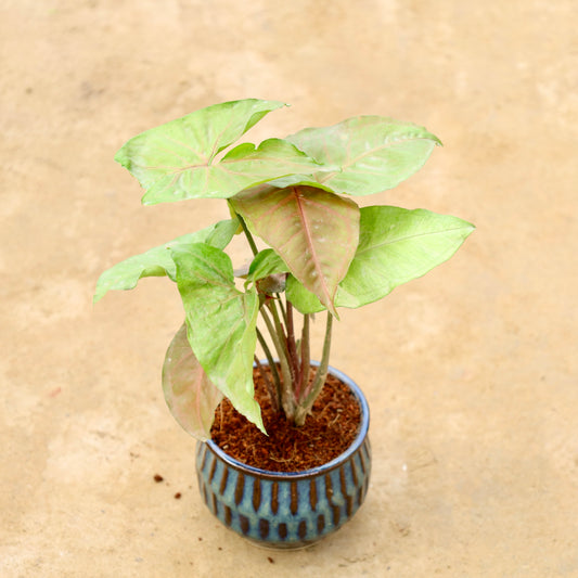Syngonium Bronze | 4 inch blue shaded textured ceramic pot