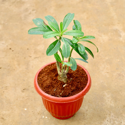 Adenium Red / Pink | 8 inch Olive red Plastic pot
