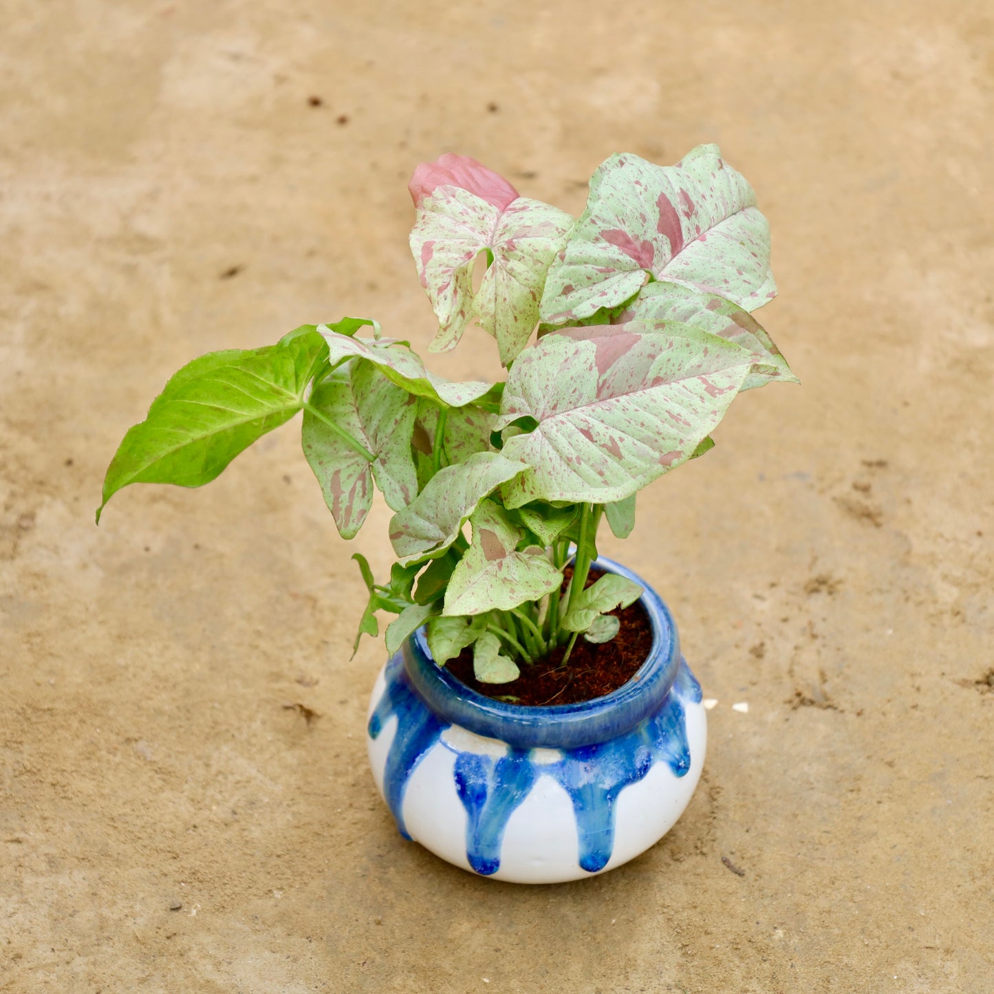 Syngonium Milky | 4 inch Blue shaded handi ceramic pot (Any Colour & Design)