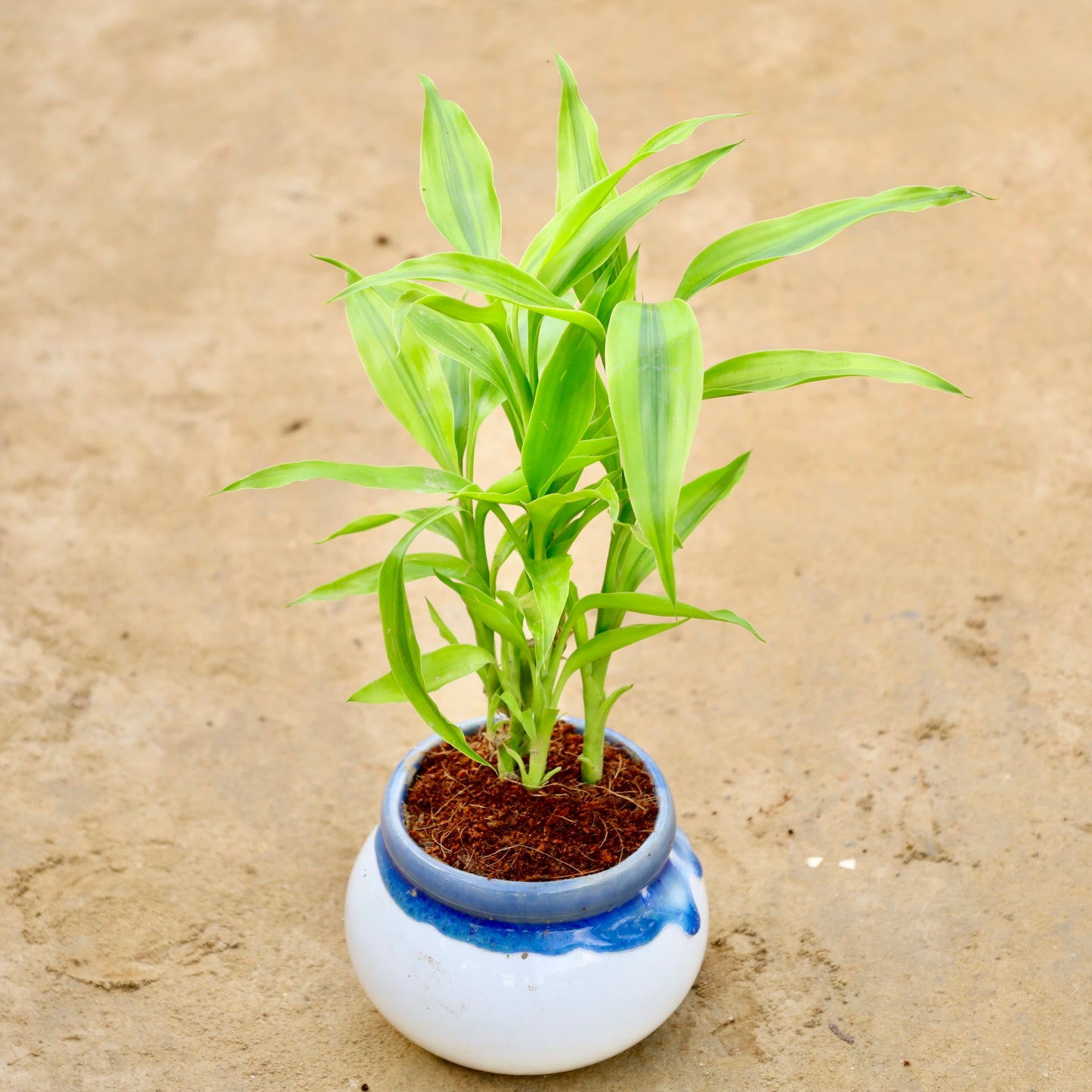Golden Lucky bamboo | 4 inch Blue shaded Handi ceramic pot