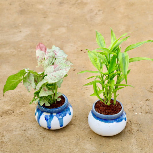 Set of 2 Syngonium Milky and Golden Lucky bamboo in 4 inch blue shaded handi ceramic pot
