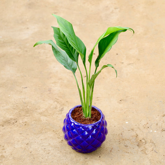 Peace lily | 4 inch Blue Diamond Ceramic pot (Any colour)
