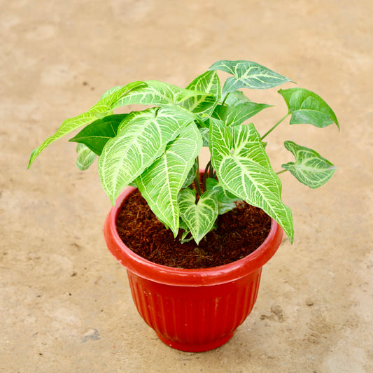 Syngonium Light Green (~1 ft) in 8 inch Red Olive Plastic pot
