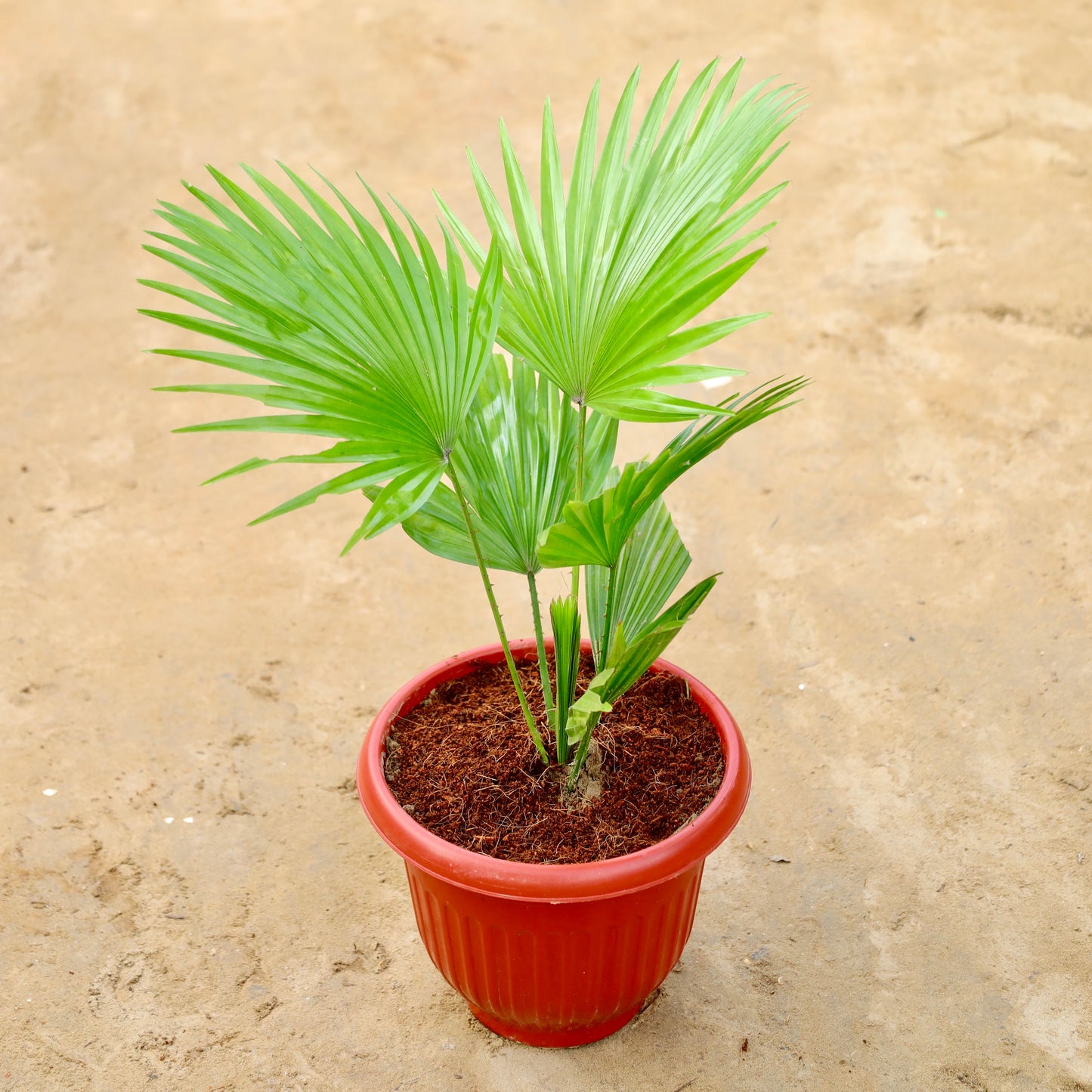China Palm / Fan Palm | 8 inch red olive plastic pot