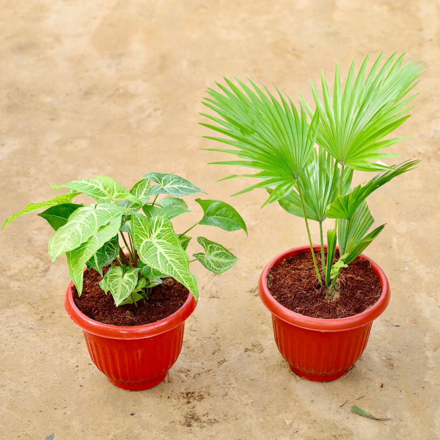Set of 2 Syngonium and China palm | 8 inch red olive Plastic pot