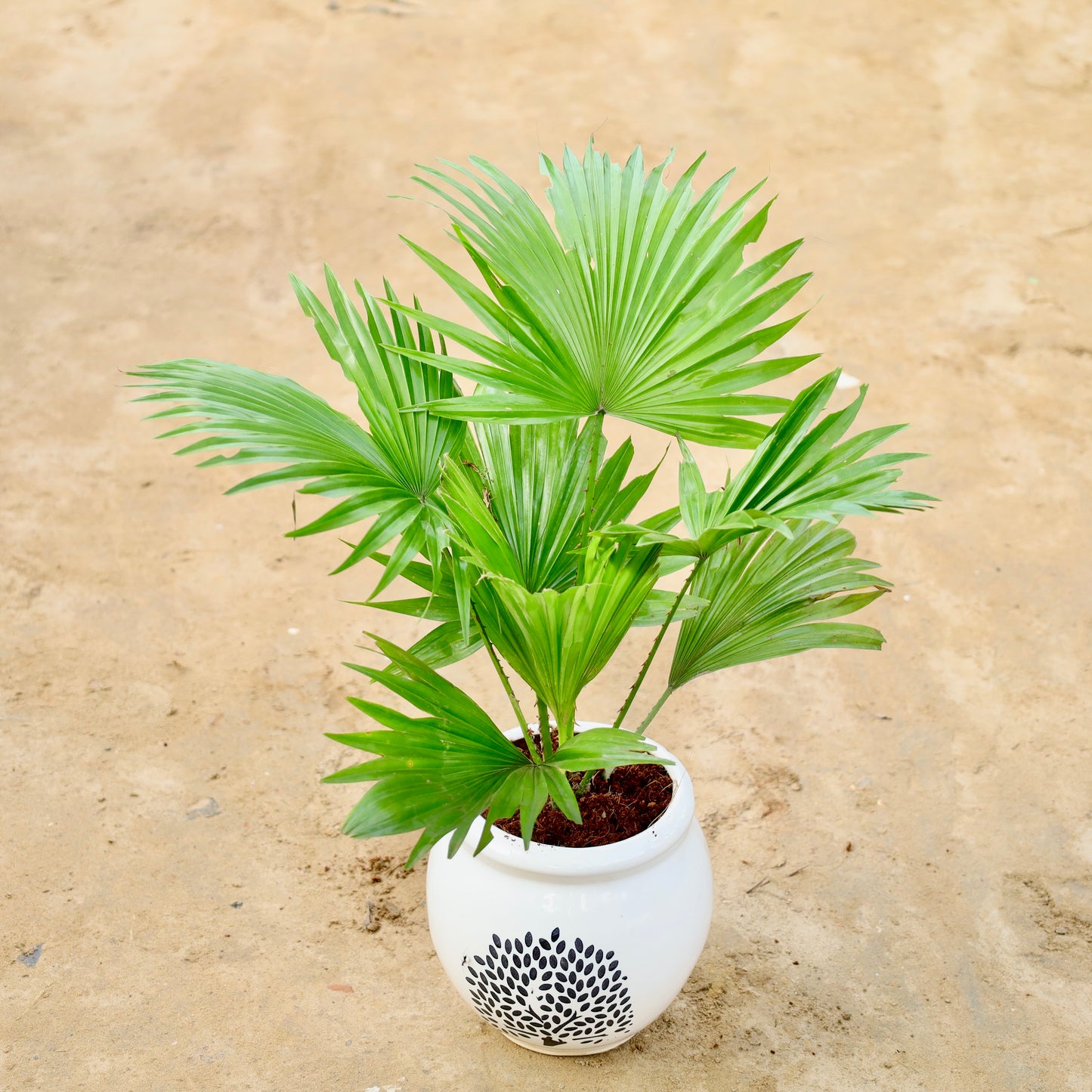 China Palm / Fan Palm | 6 inch mataka Ceramic pot (Any colour & Design)
