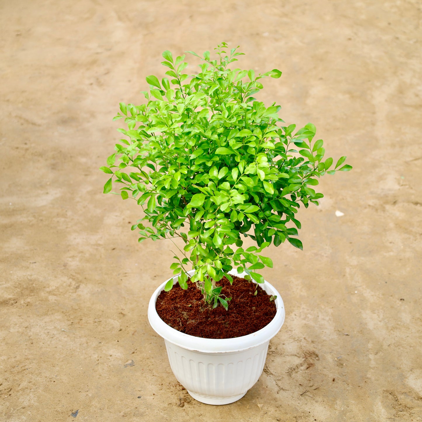 Madhu Kamini / Dwarf Murraiya | 8 inch white Olive plastic pot