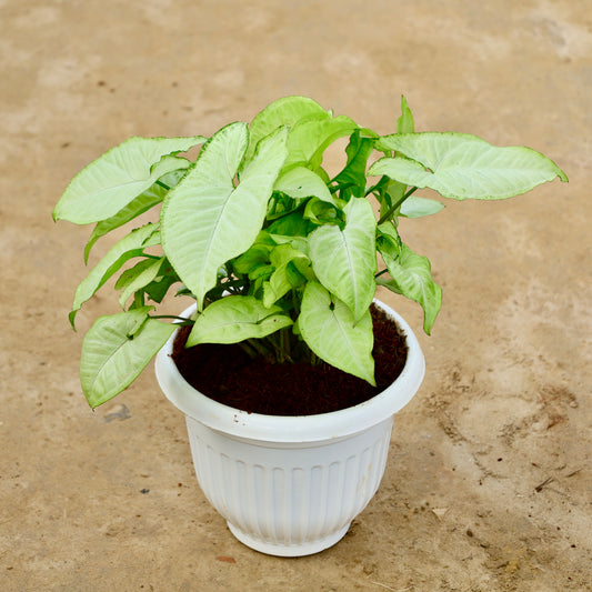 Syngonium White | 8 inch white olive plastic pot