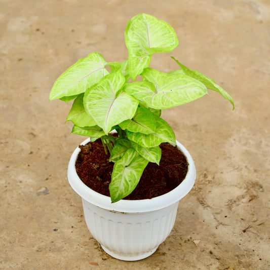 Syngonium Golden / Neon | 8 inch white olive plastic pot