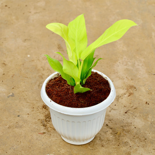 Philodendron Golden Ceylon | 8 inch white olive plastic pot