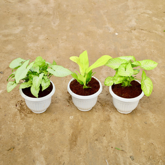 Set of 3 Syngonium white, Golden and Philedendron golden | 8 inch white olive plastic pot
