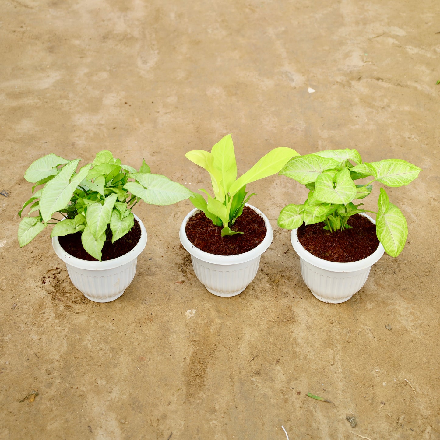 Set of 3 Syngonium white, Golden and Philedendron golden | 8 inch white olive plastic pot