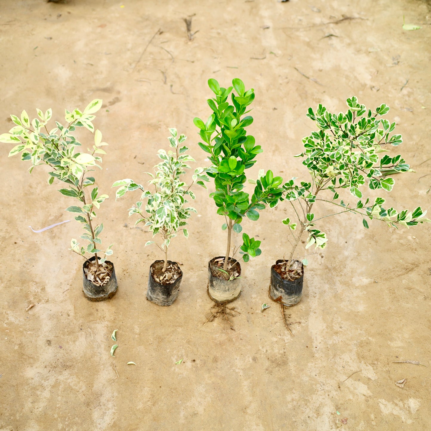 Set of 4 Ficus Triangular, Star light, Safari and Moclaim Green | 5 inch nursery bag