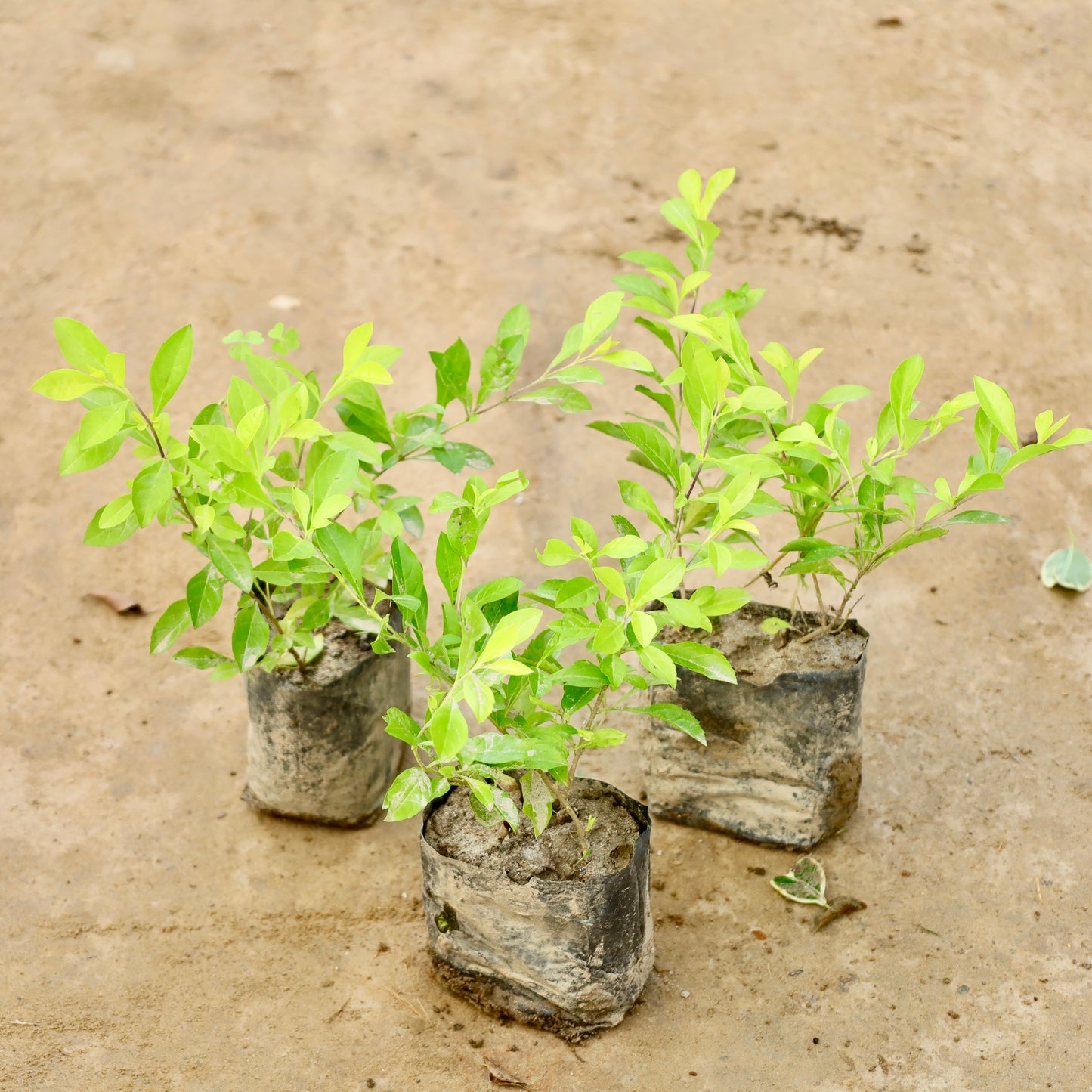 set ot 3 Golden Duranta hedge plant | 3 inch nursery bag