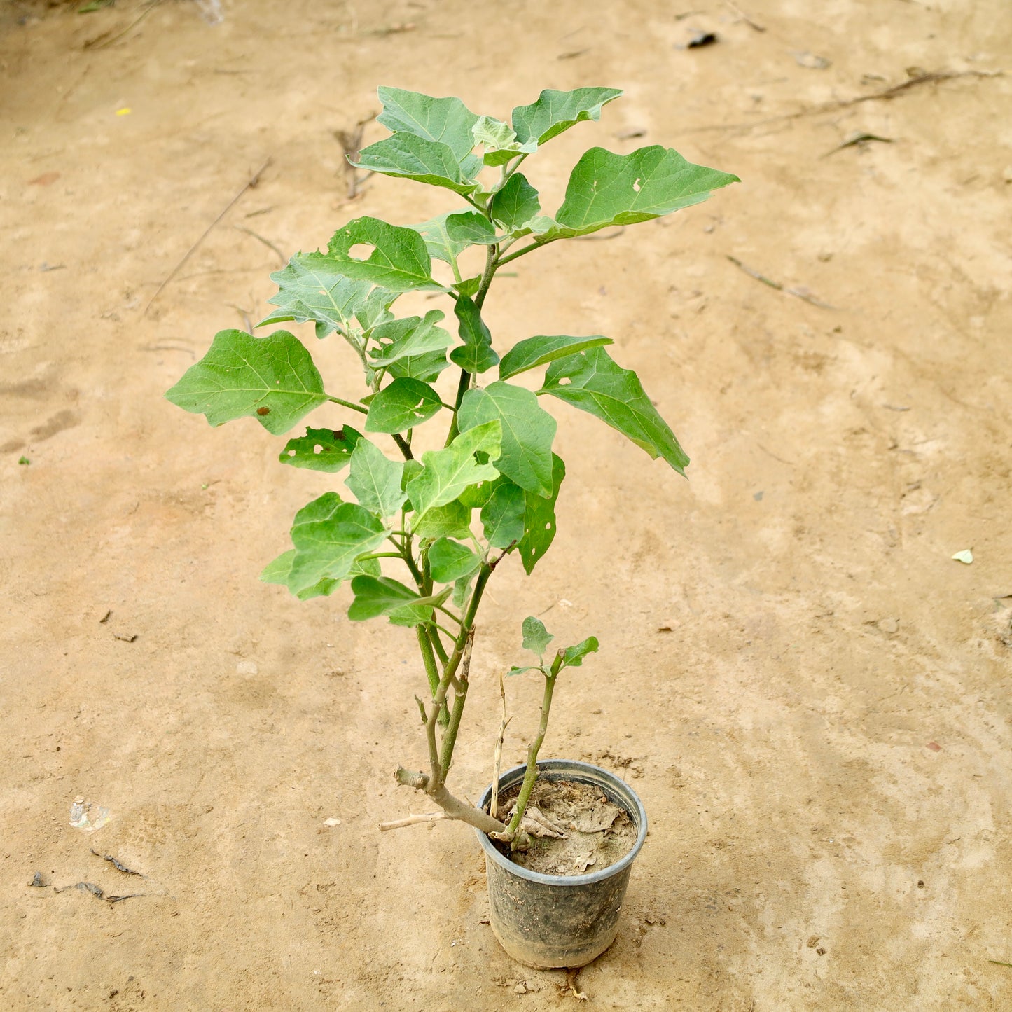 Brinjal / Baigan Plant | 6 inch nursery pot