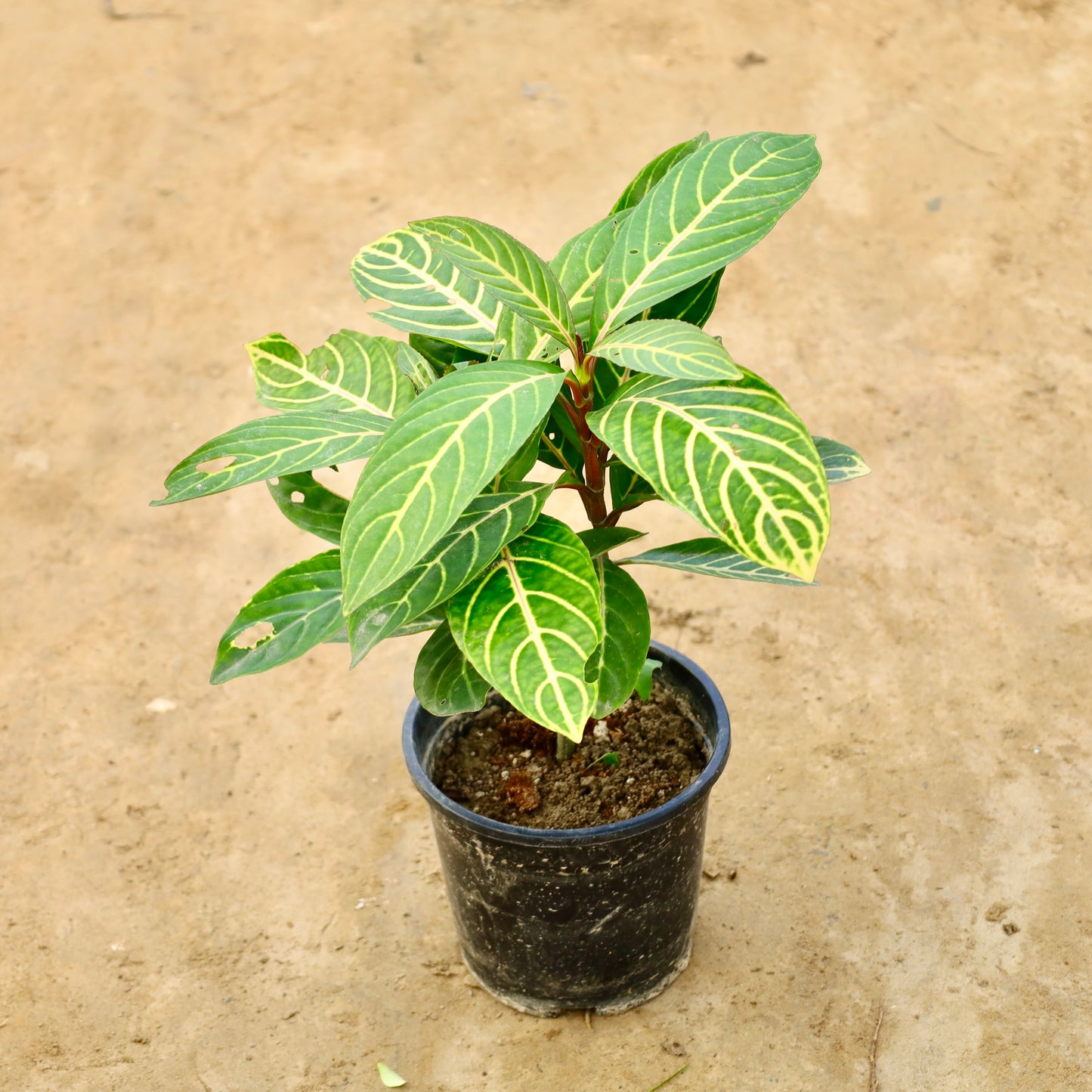 Sanchezia | 6 inch nursery pot