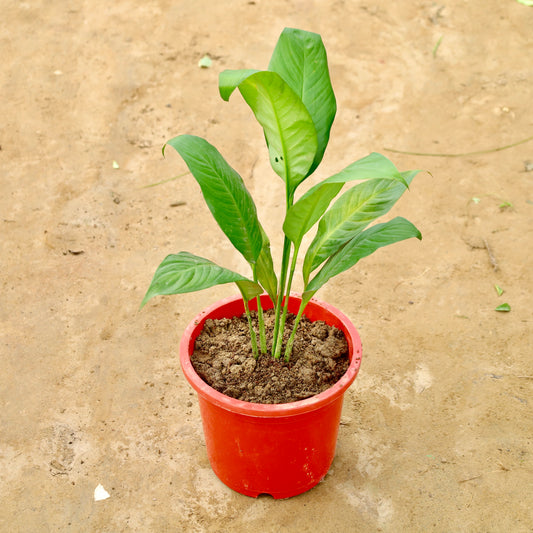 Peace lily in 6 inch red nursery pot